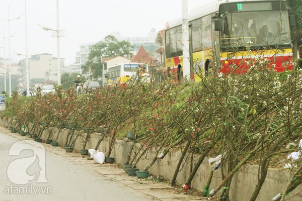 Người Hà Nội chi tiền triệu chơi hoa lê Rằm tháng Giêng 1